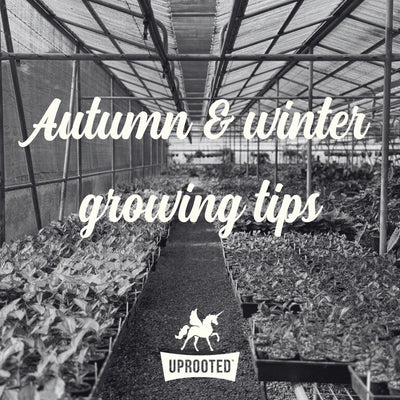 Autumn & Winter growing tips