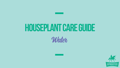 Water: Houseplant Care Guide