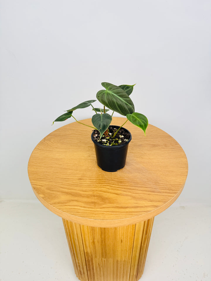 Philodendron Rubrijuvenile - El Choco Red