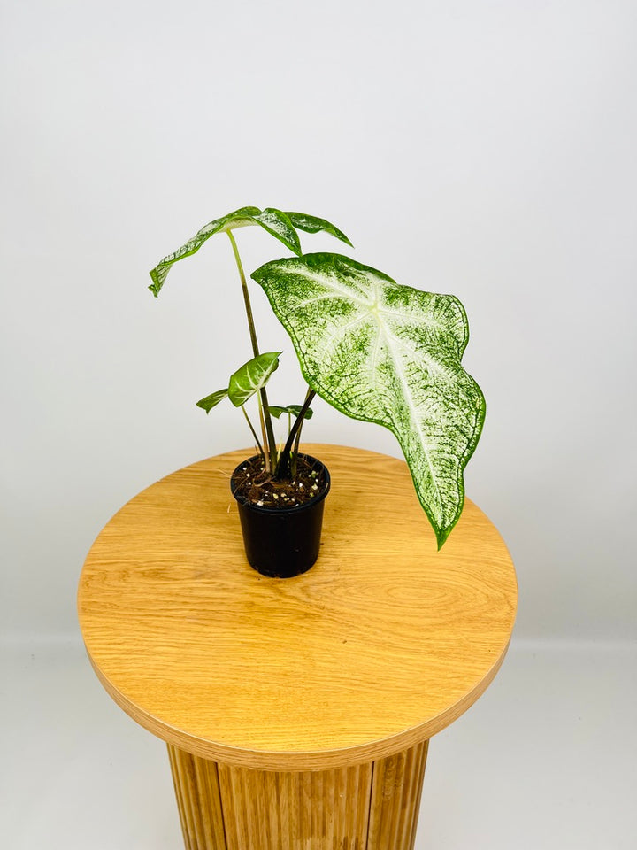 Caladium Bicolor - Moonie
