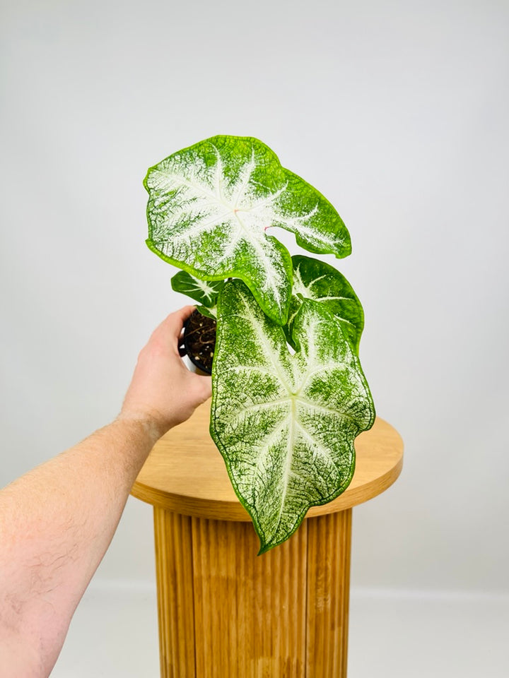 Caladium Bicolor - Moonie