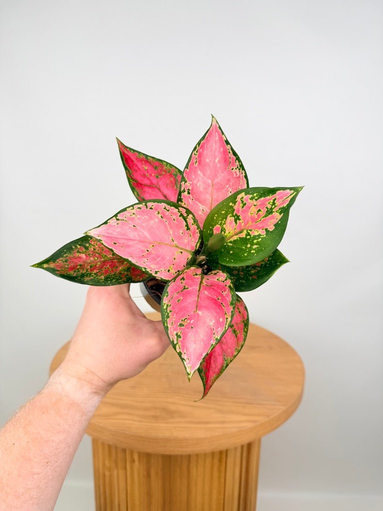 aglaonema pink beauty Aglaonema Beauty | Uprooted