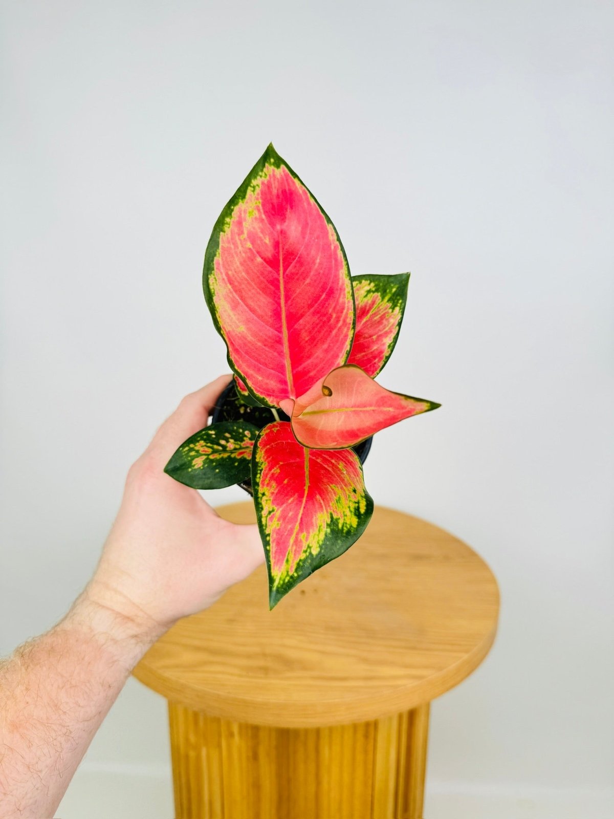 aglaonema hardy Aglaonema China Red | Uprooted