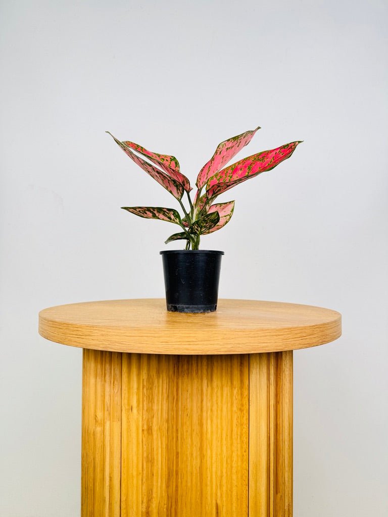 aglaonema commutatum lady valentine Aglaonema Lady Valentine | Uprooted