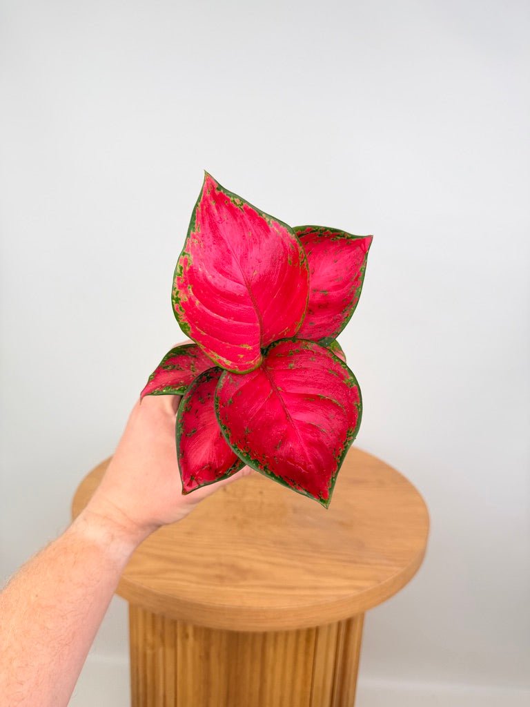 aglaonema commutatum red Aglaonema Commutatum - Rich Red | Uprooted