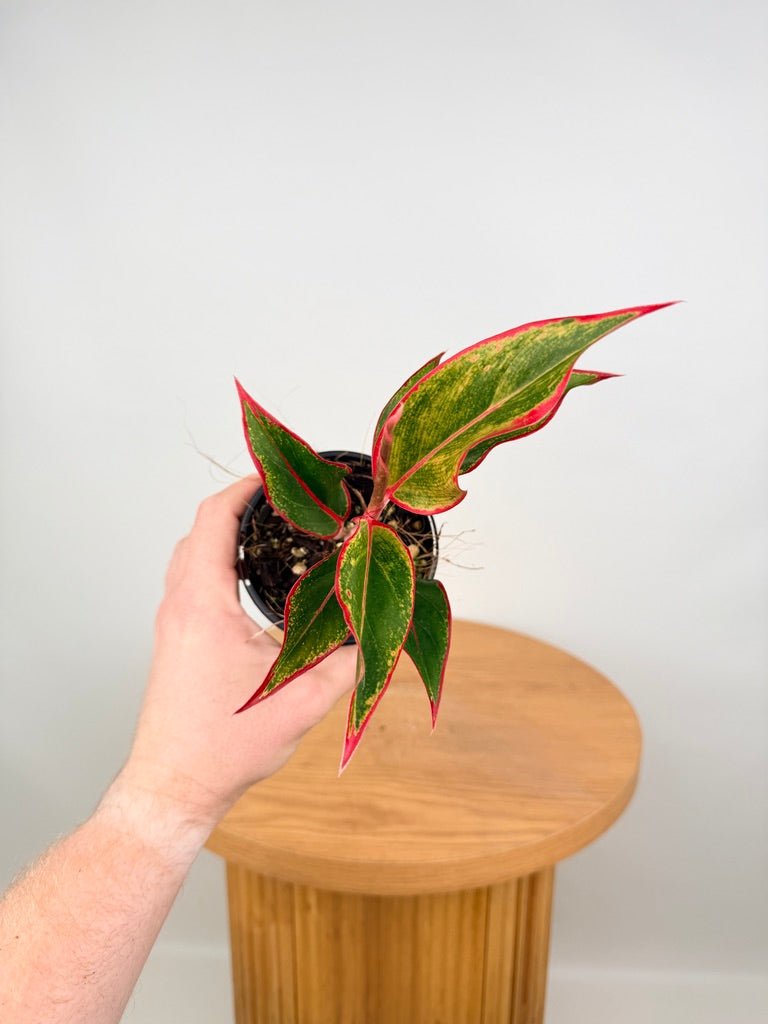 aglaonema siam aurora lipstick purchase Aglaonema Commutatum - Red Gold | Uprooted
