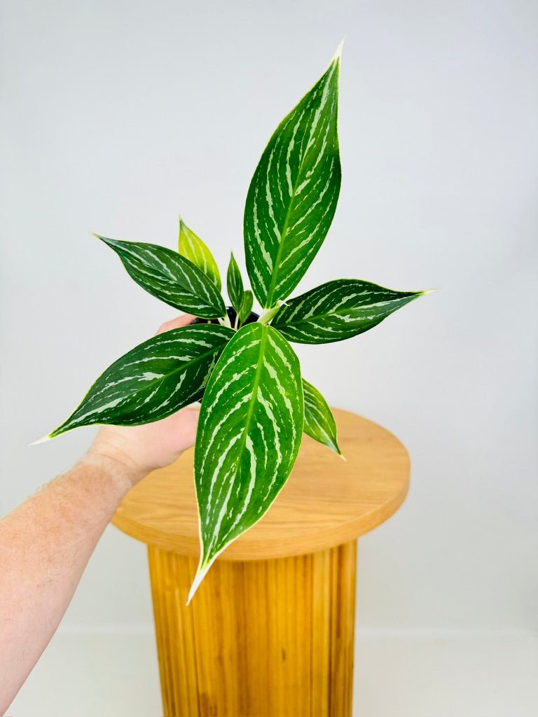 aglaonema definition Aglaonema Snow White | Uprooted