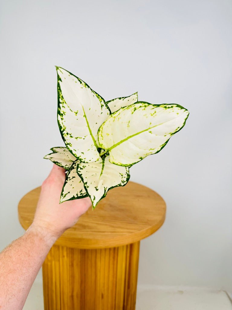 aglaonema super white care Aglaonema Super White | Uprooted