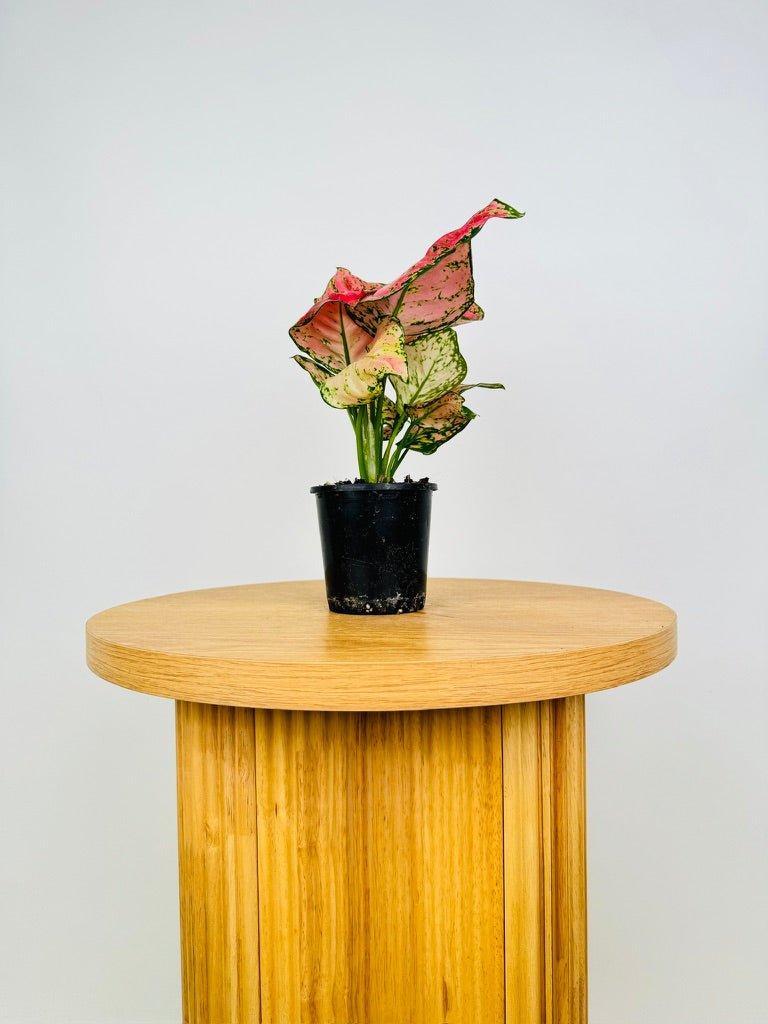 sill aglaonema wishes Aglaonema Wishes | Uprooted