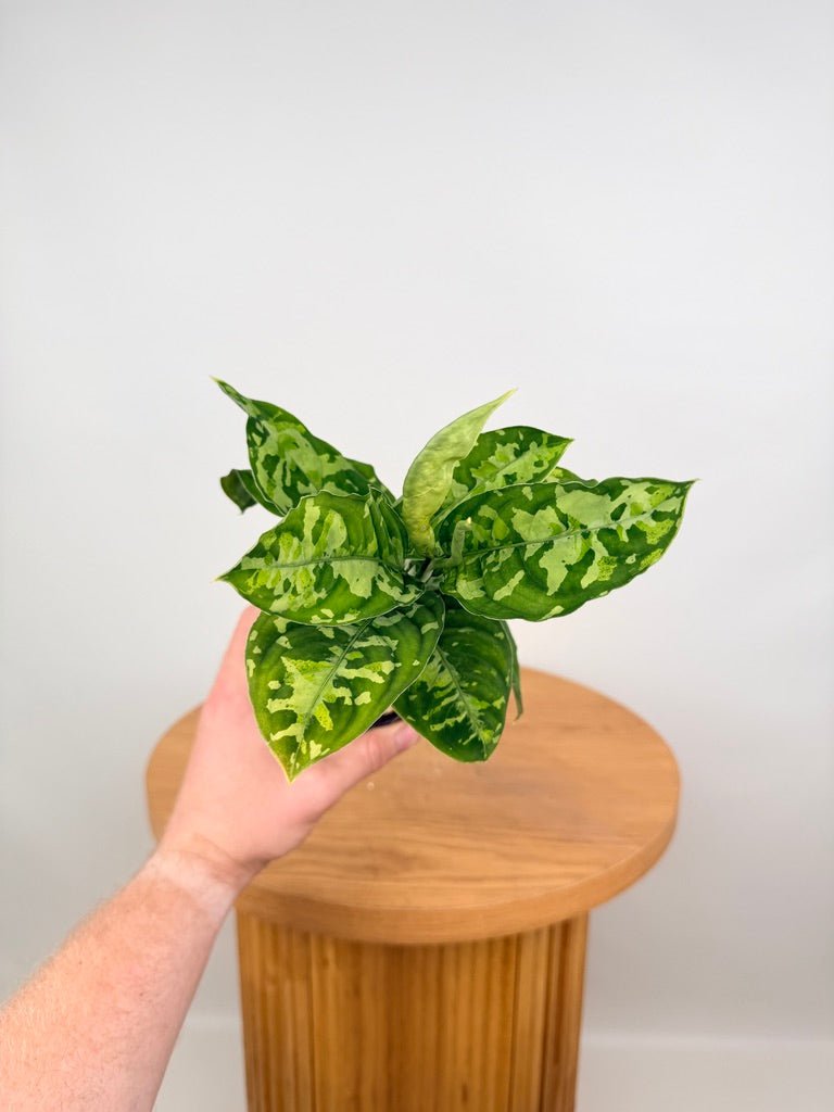 aglaonema tricolor australia Aglaonema Pictum Tricolour | Uprooted