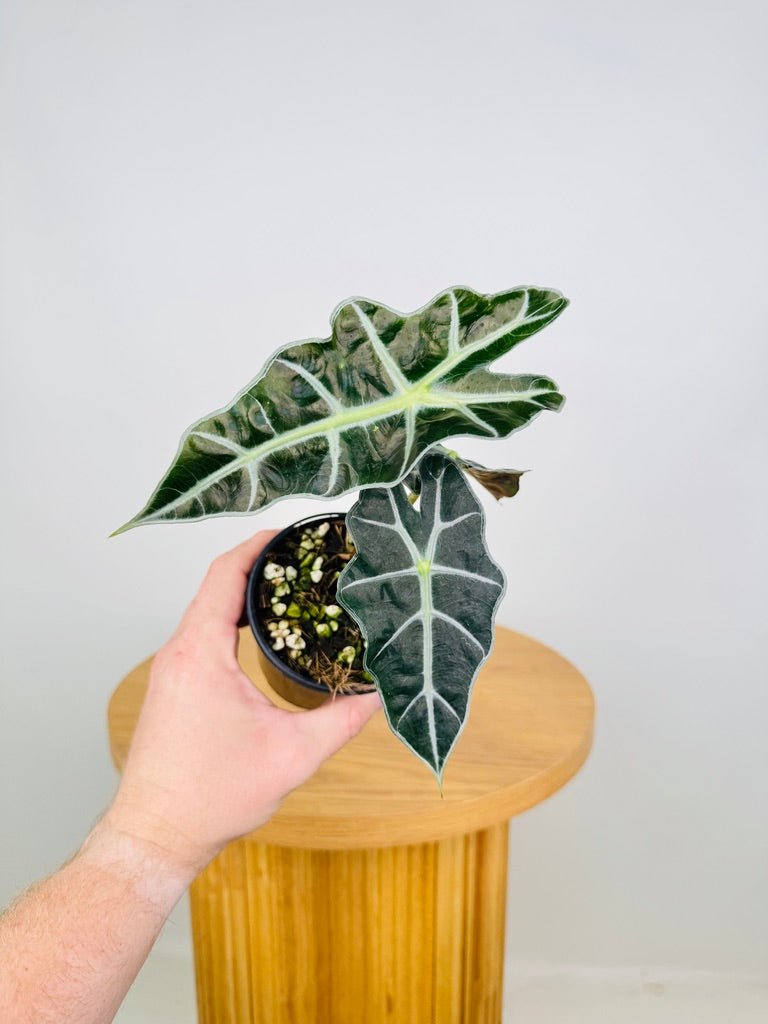 amazonica alocasia Alocasia Amazonica Dwarf | Uprooted