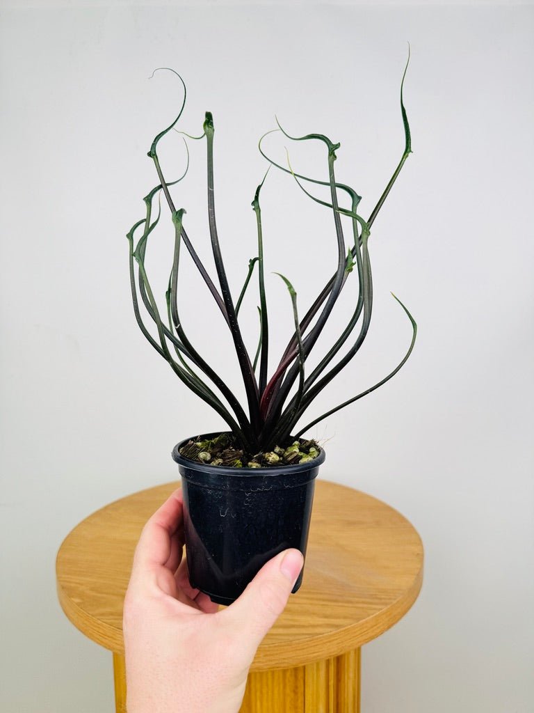 flying squid plant Alocasia Plumbea - Flying Squid 🦑 | Uprooted