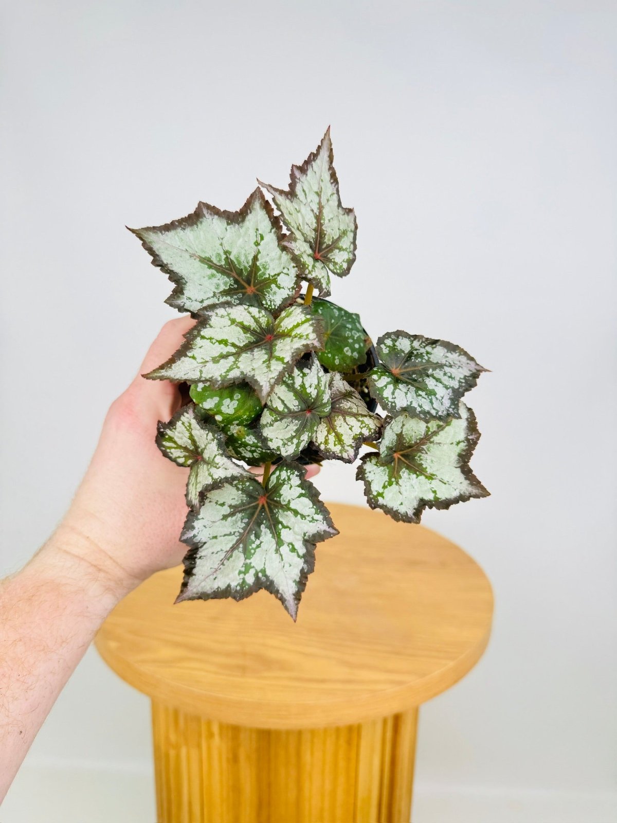 Begonia Rex - Bewitched Night Owl | Uprooted