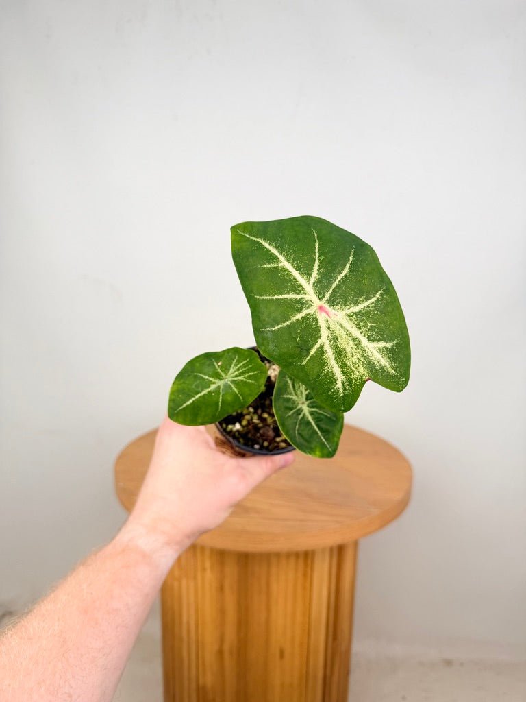 Caladium Bicolor - Ballet Slippers | Uprooted