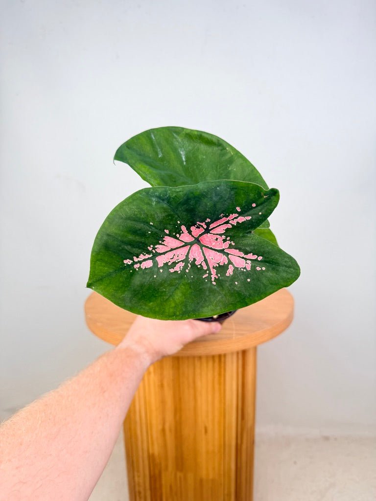 Caladium Bicolor - Ballet Slippers | Uprooted