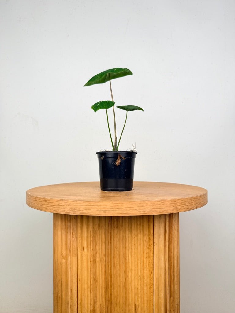 Caladium Bicolor - Ballet Slippers | Uprooted