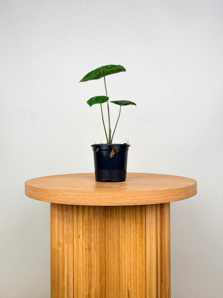 Caladium Bicolor - Ballet Slippers | Uprooted