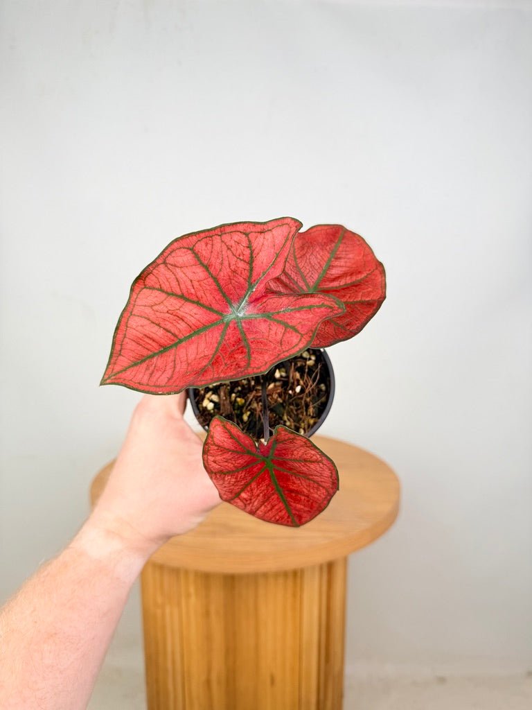 Caladium Bicolor - Blazing Sun | Uprooted