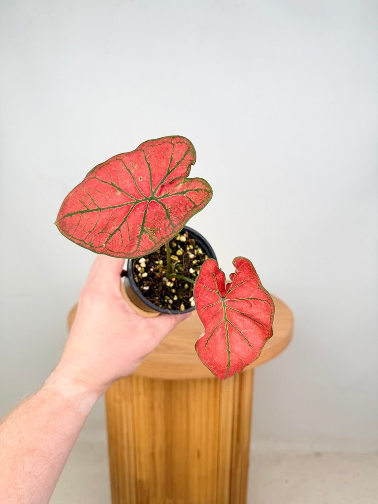 Caladium Bicolor - Blazing Sun | Uprooted