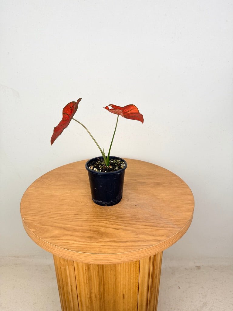 Caladium Bicolor - Blazing Sun | Uprooted