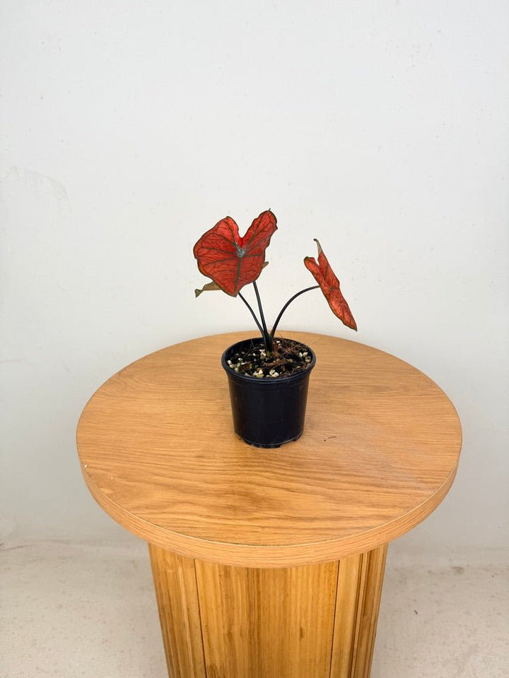 Caladium Bicolor - Blazing Sun | Uprooted