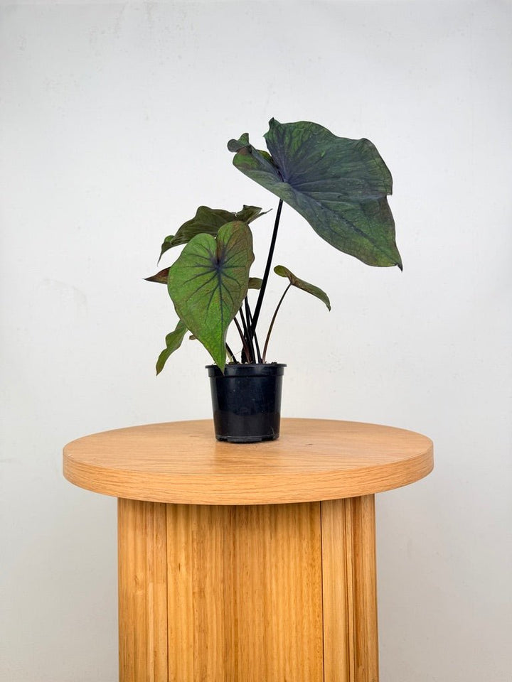 Caladium Bicolor - Burgundy Nights | Uprooted