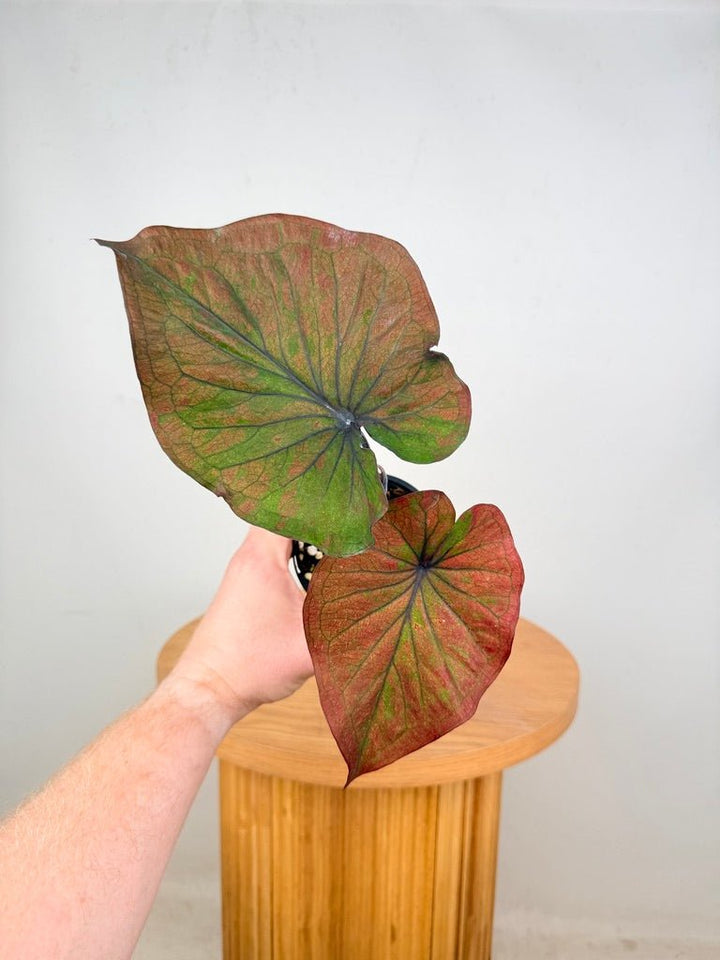 Caladium Bicolor - Burgundy Nights | Uprooted