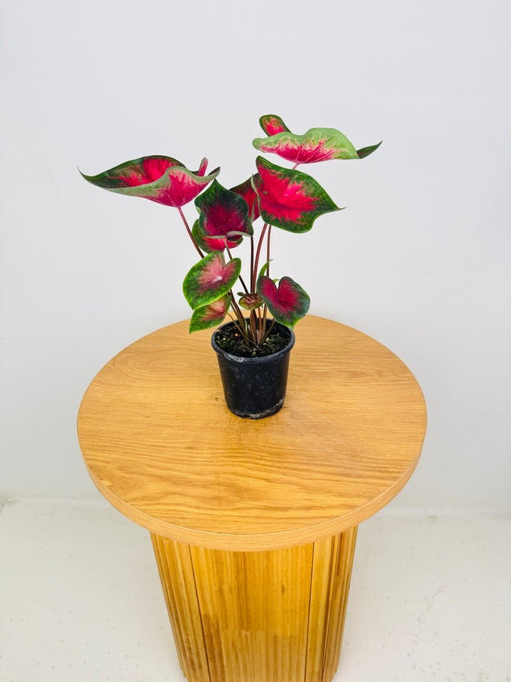 Caladium Bicolor - Cherry Balls | Uprooted