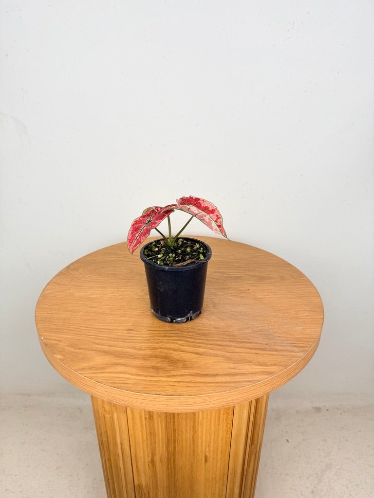 Caladium Bicolor - Fire Phoenix | Uprooted