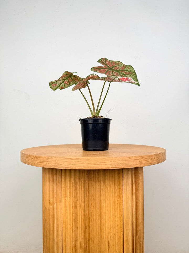 Caladium Bicolor - Fire Phoenix | Uprooted