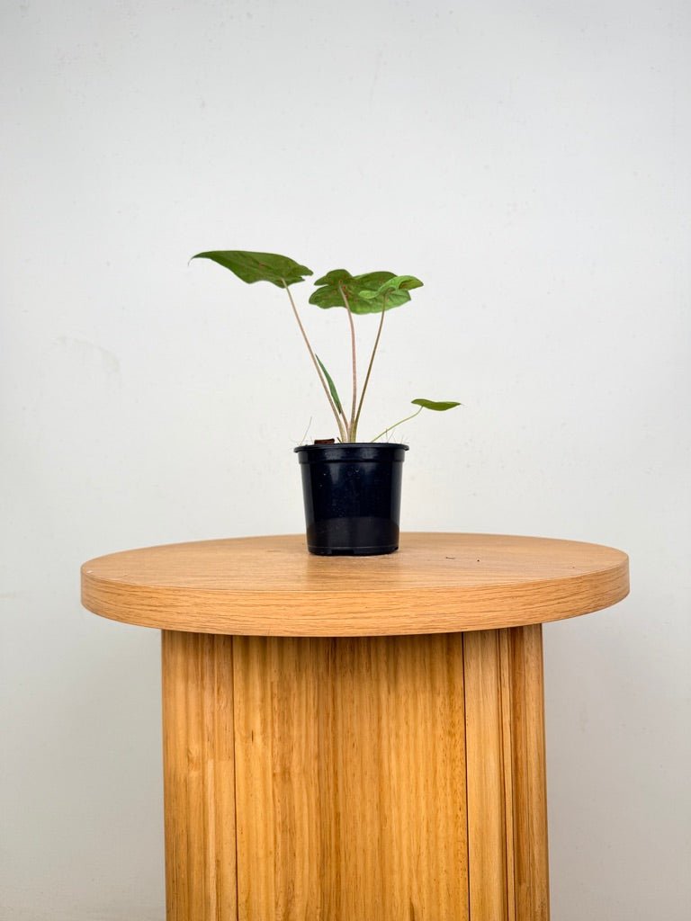 Caladium Bicolor - Miss Muffet | Uprooted