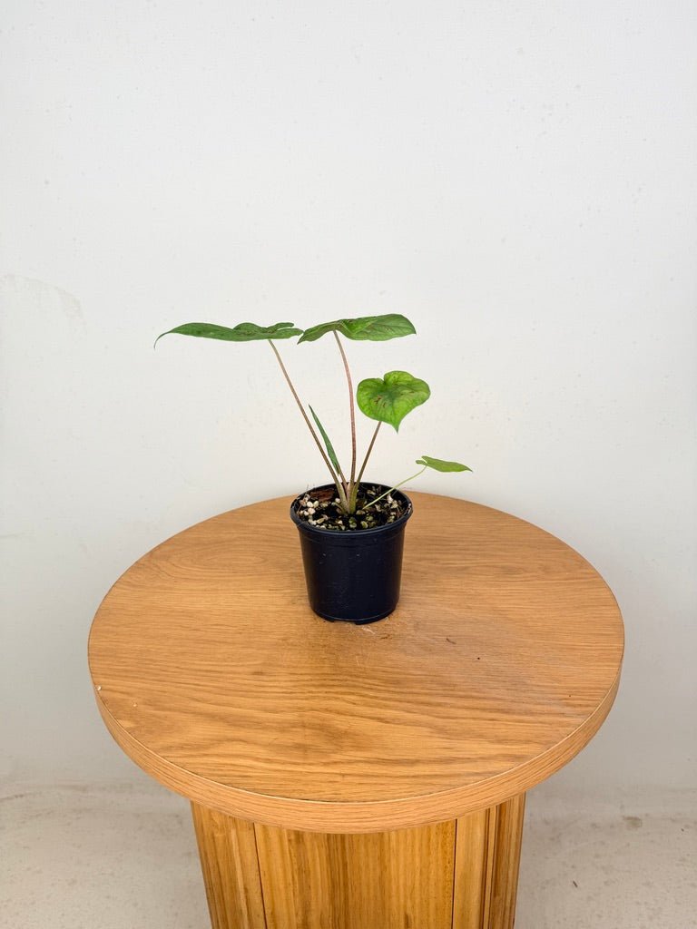 Caladium Bicolor - Miss Muffet | Uprooted