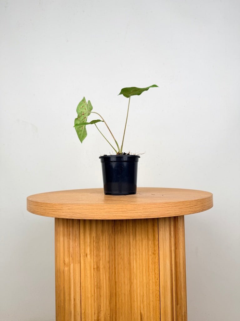 Caladium Bicolor - Miss Muffet | Uprooted
