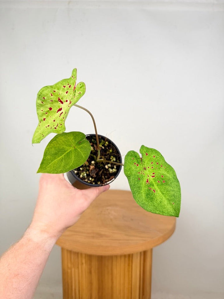 Caladium Bicolor - Miss Muffet | Uprooted