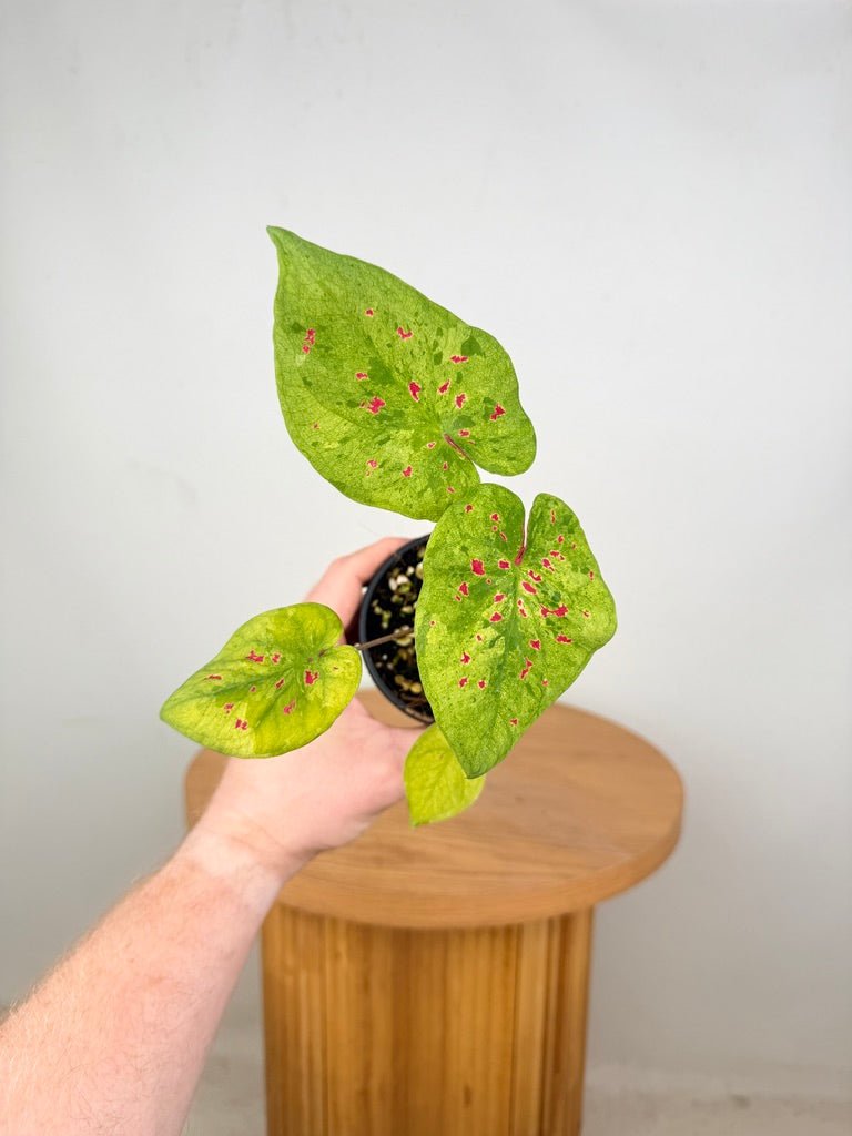 Caladium Bicolor - Miss Muffet | Uprooted