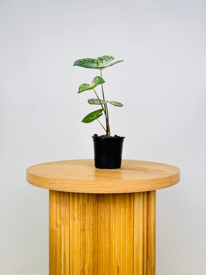 Caladium Bicolor - Moonie | Uprooted