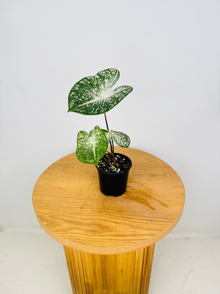Caladium Bicolor - Moonie | Uprooted