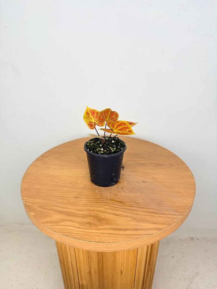 Caladium Bicolor - New Wave | Uprooted