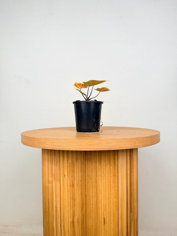 Caladium Bicolor - New Wave | Uprooted