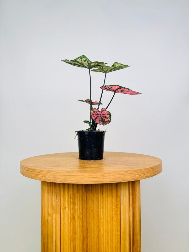 Caladium Bicolor - Purple Light | Uprooted