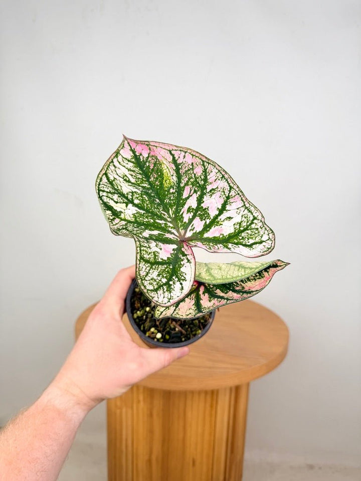 Caladium Bicolor - Purple Light | Uprooted