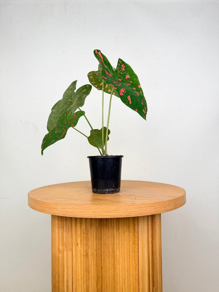 Caladium Bicolor - Raspberry Moon | Uprooted