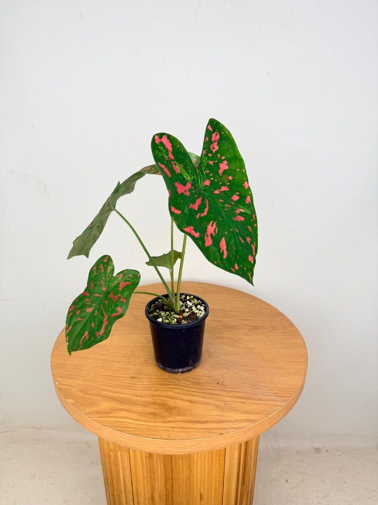 Caladium Bicolor - Raspberry Moon | Uprooted