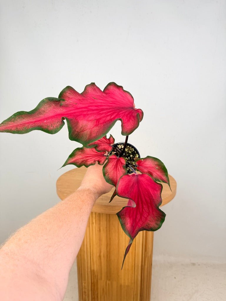 Caladium Bicolor - Red Speckle Dwarf | Uprooted