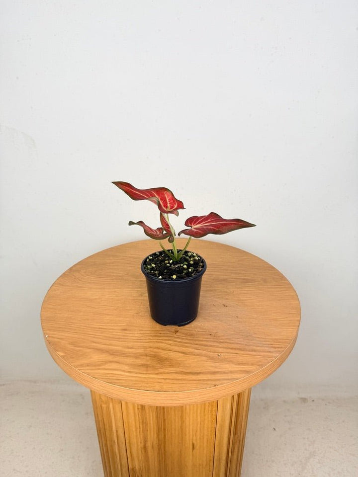 Caladium Bicolor - Rich of Thai | Uprooted