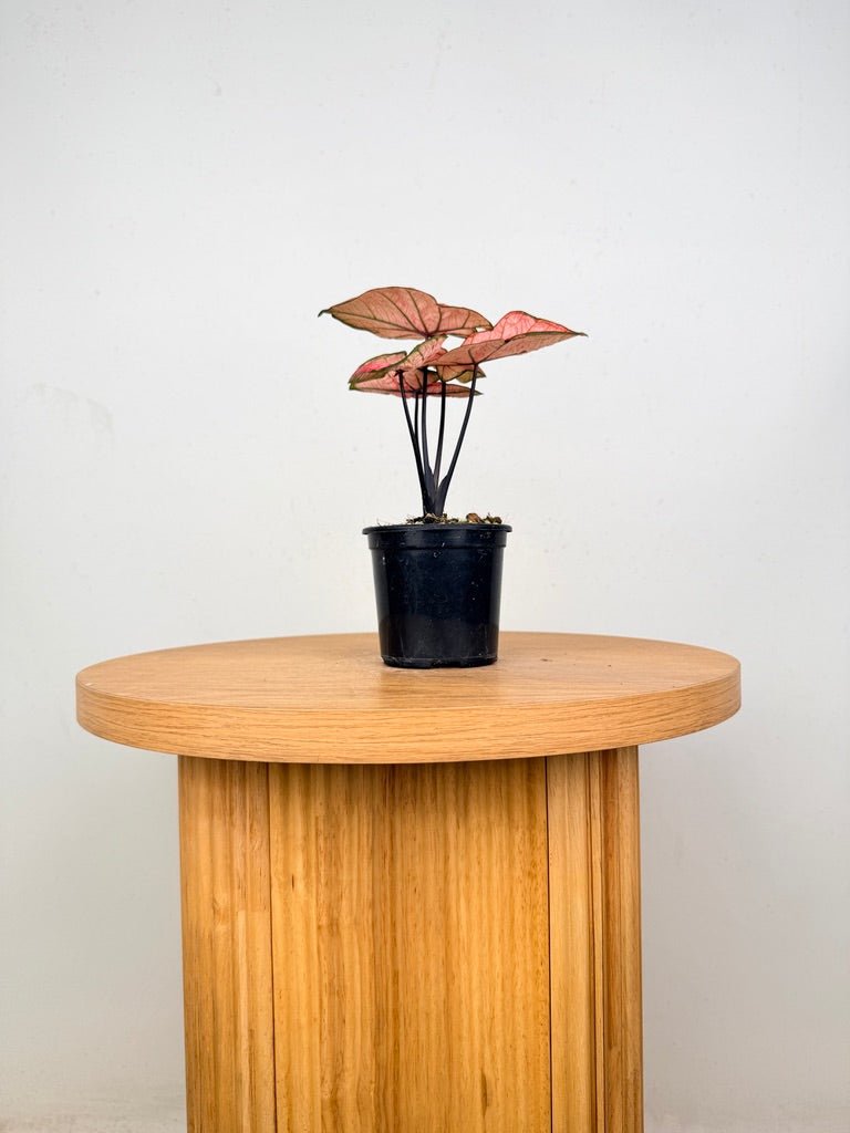 Caladium Bicolor - The Scarlet Girl | Uprooted