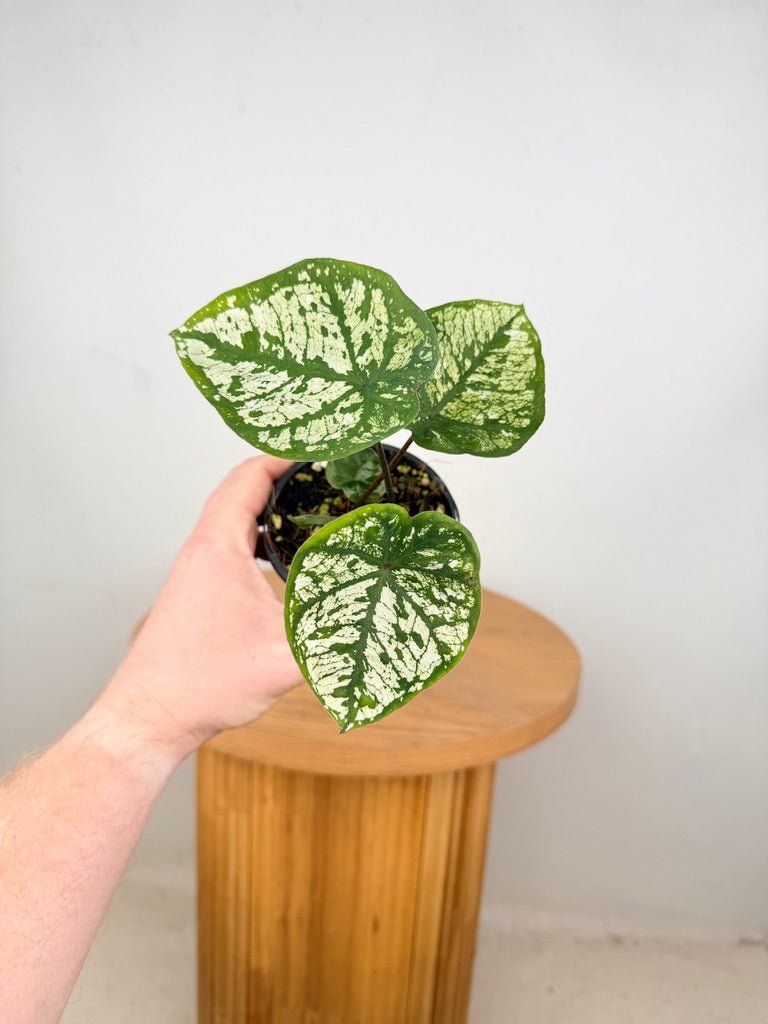 Caladium Bicolor - White Camouflage | Uprooted