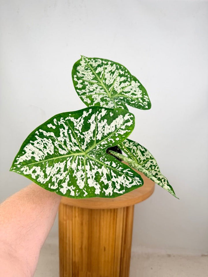 Caladium Bicolor - White Camouflage | Uprooted
