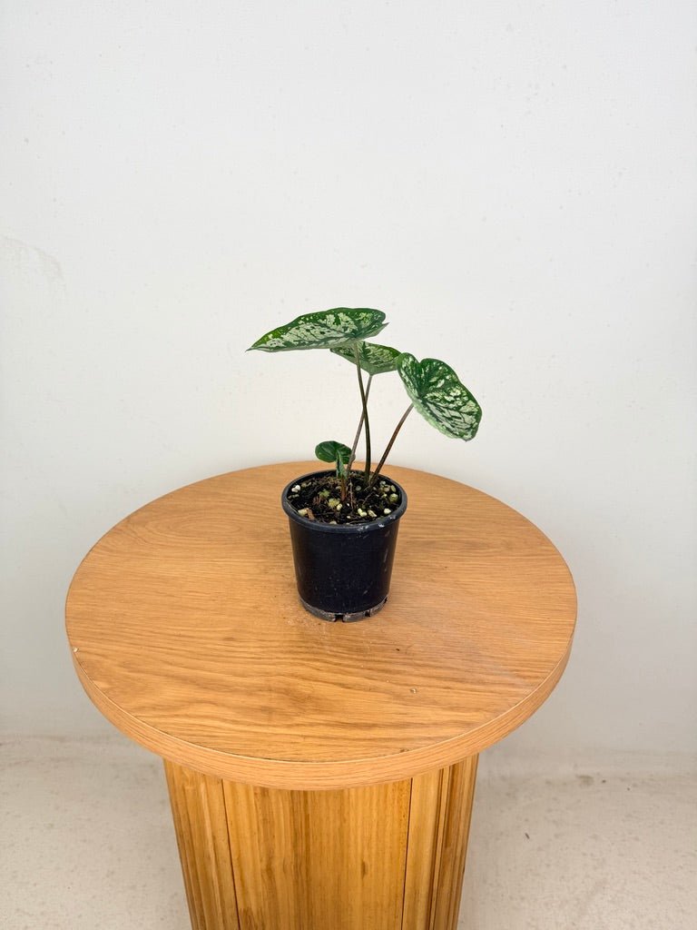 Caladium Bicolor - White Camouflage | Uprooted