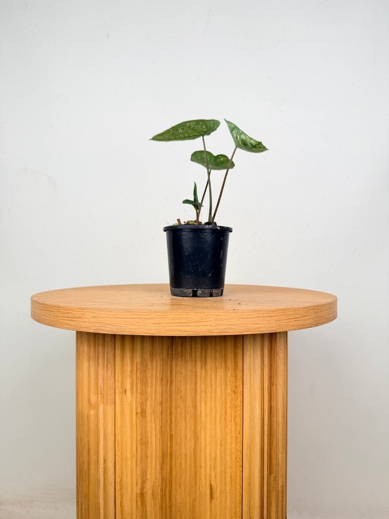 Caladium Bicolor - White Camouflage | Uprooted